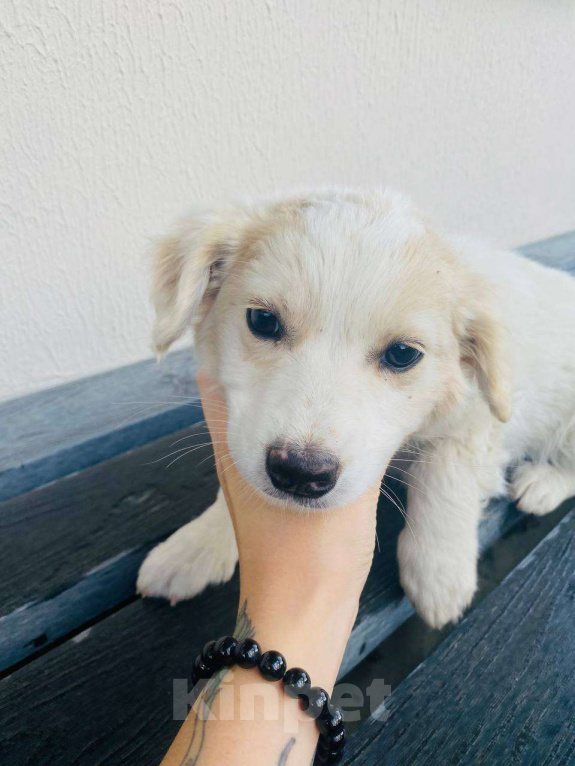 Собаки в Сочи: Две сестрёнки-непоседы ищут дом!  Девочка, Бесплатно - фото 2