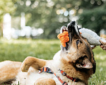 Собаки в Москве: Чудесный добрый хулиган Мальчик, Бесплатно - фото 3