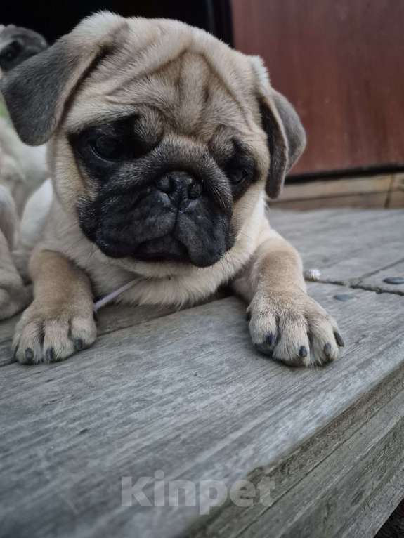 Собаки в Москве: Щенок мопса девочка  Девочка, 55 000 руб. - фото 5