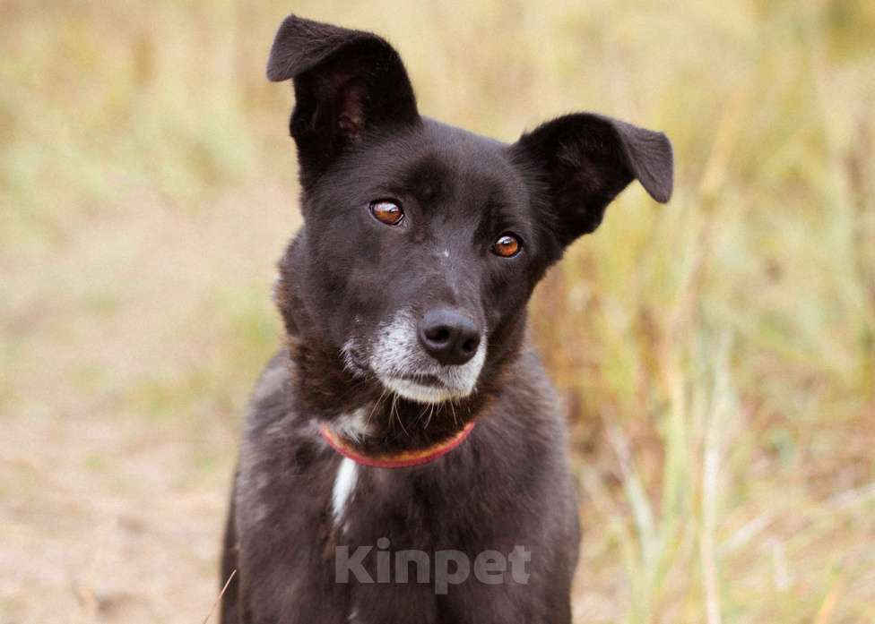 Собаки в Москве: Собака в добрые руки! Девочка, Бесплатно - фото 8