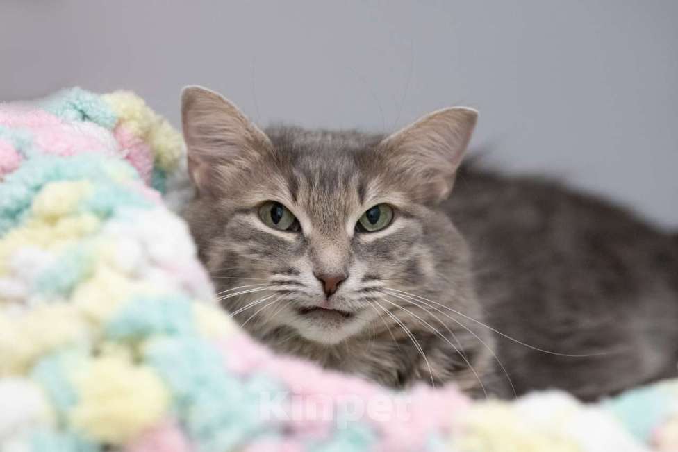 Кошки в Москве: Кошка Аферистка в добрые руки Девочка, Бесплатно - фото 7