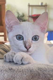 Тайский котенок