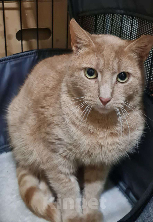 Кошки в Санкт-Петербурге: Персик ищет дом Мальчик, Бесплатно - фото 2