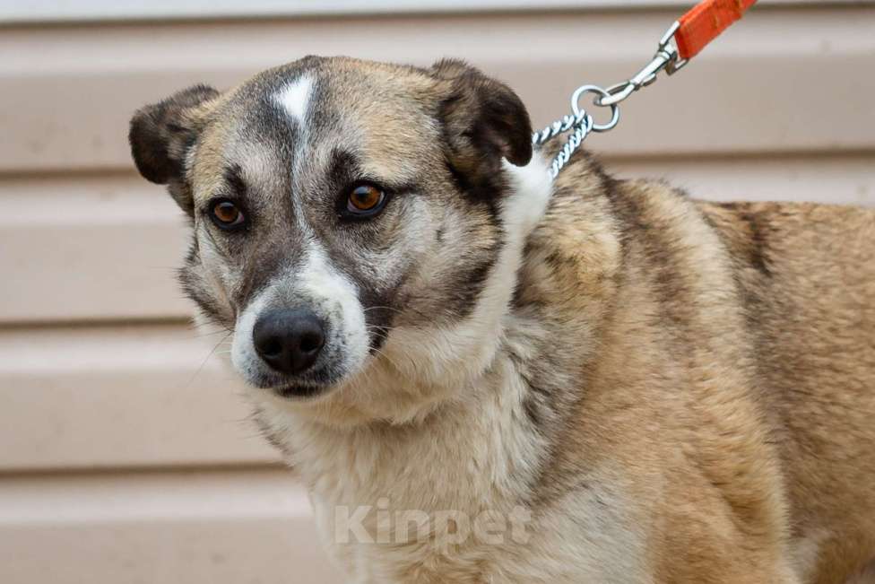 Собаки в Москве: Дейзи Девочка, Бесплатно - фото 17