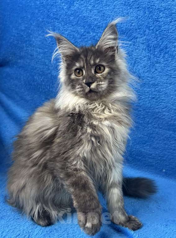 Кошки в Геленджике: Котенок Мейн Кун Девочка, 70 000 руб. - фото 2