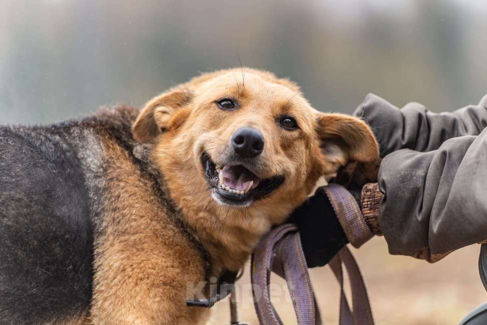 Собаки в Клине: Лана — собака-душечка Девочка, Бесплатно - фото 1