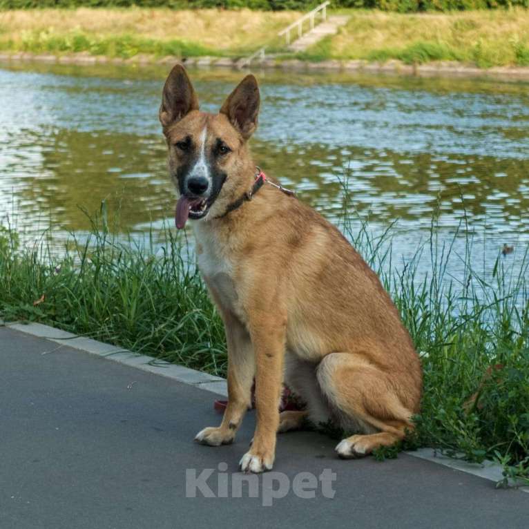 Собаки в Москве: Анфиса в дрбрые руки Девочка, Бесплатно - фото 7