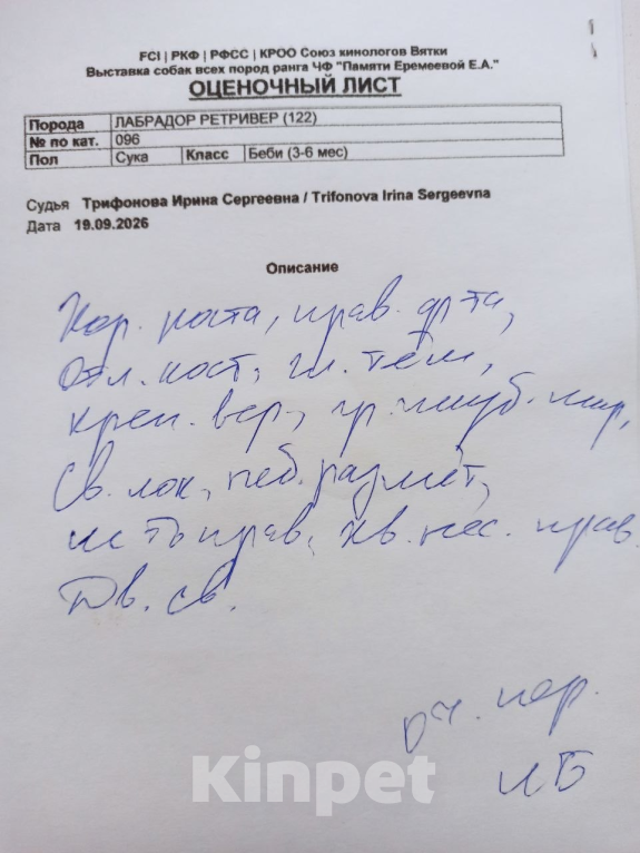 Собаки в Кирове: Продаётся лабрадор-ретривер, сука, палевая, 6 месяцев  Кличка: Barbara For Mary Др: 20.03.26 Девочка, Бесплатно - фото 8