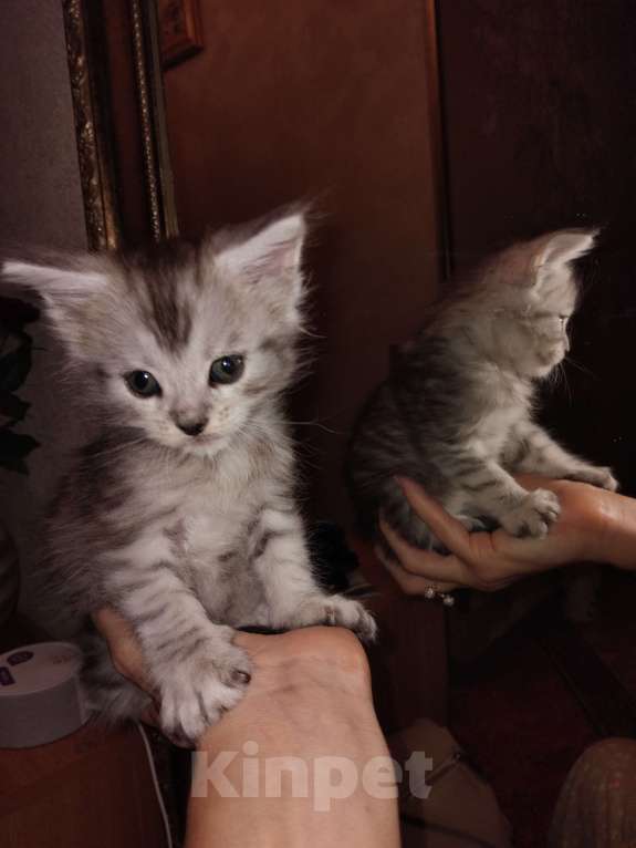 Кошки в Ставрополе: Алмаз  Мальчик, 25 000 руб. - фото 8