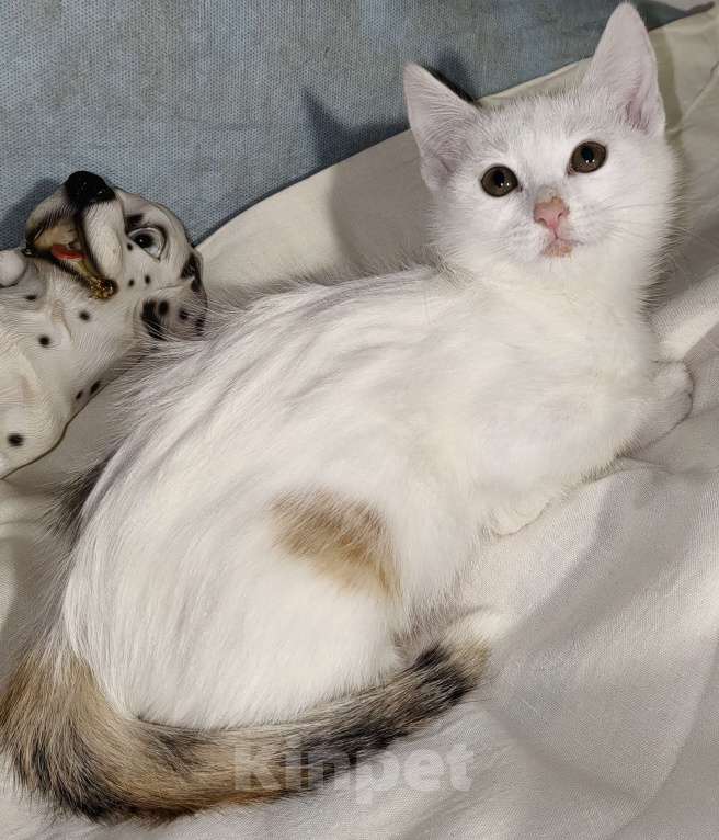 Кошки в Уфе: Котёнок девочка, 2,5 месяца Девочка, 50 руб. - фото 5