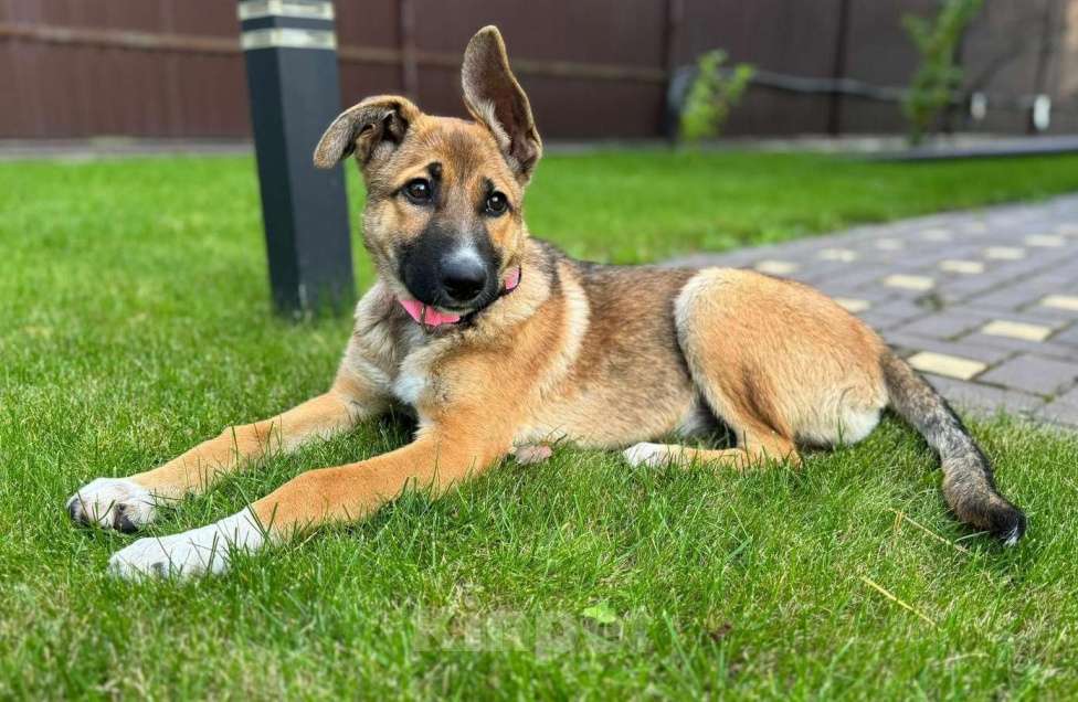 Собаки в Москве: Щенок метис очарки вдар Девочка, Бесплатно - фото 3