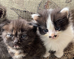 Кошки в Геленджике: Котенок в добрые руки Девочка, Бесплатно - фото 2