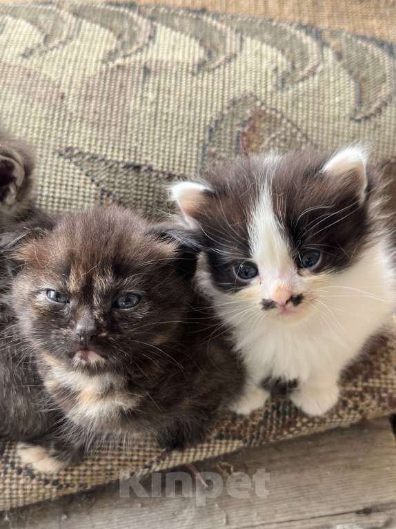 Кошки в Геленджике: Котенок в добрые руки Девочка, Бесплатно - фото 2