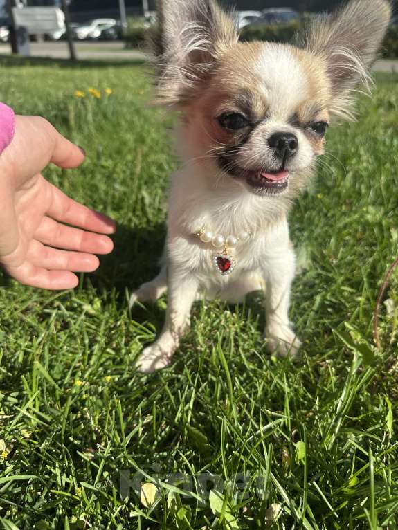 Собаки в Москве: Прекрасная породистая девочка  Девочка, 75 000 руб. - фото 5