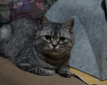 Кошки в Саратове: Кошка британской породы Девочка, 20 руб. - фото 3