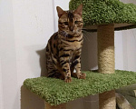 Кошки в Люберцах: Молодой красивый кот на вязку, 5 000 руб. - фото 2