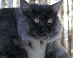 Кошки в Барнауле: Вязка Мейн-кун, 5 000 руб. - фото 4