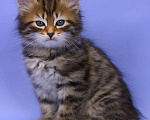 Кошки в Ливны: Сибирские котята классического окраса, 40 000 руб. - фото 3