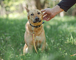 Собаки в Клине: Миниатюрная, ласковая Кнопочка в добрые руки Девочка, Бесплатно - фото 4