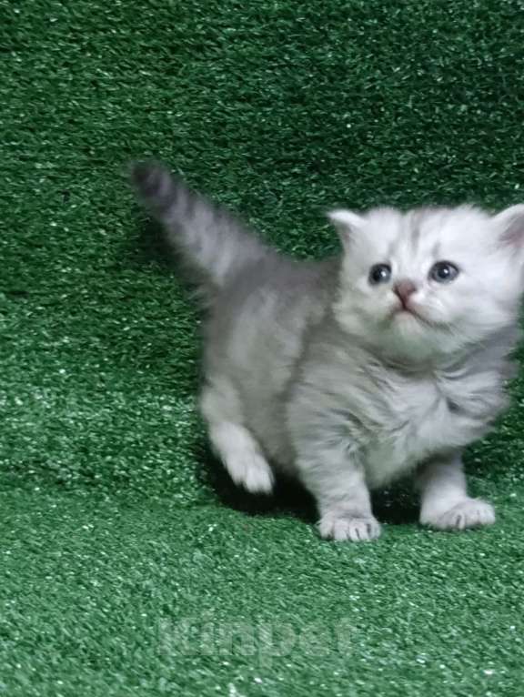 Кошки в Москве: Шотландские котята Мальчик, Бесплатно - фото 9