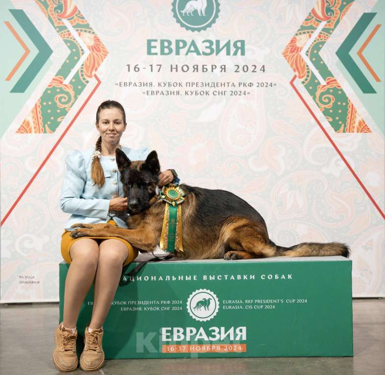 Собаки в Таганроге: Предлагается к вязке кобель немецкой овчарки Мальчик, 30 000 руб. - фото 4