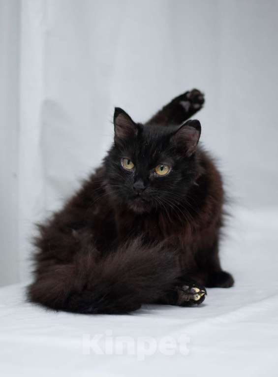 Кошки в Ногинске: Самая ласковая кошечка Матильда в поиске дома Девочка, Бесплатно - фото 4