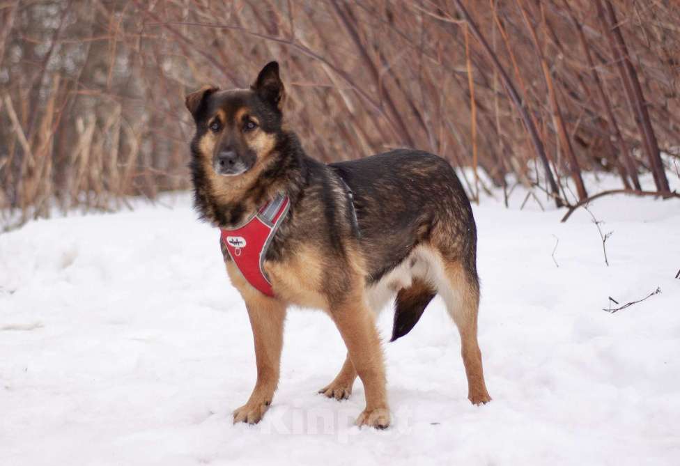 Собаки в Москве: Обычный пёс Войт, мечтающий о счастье Мальчик, Бесплатно - фото 6
