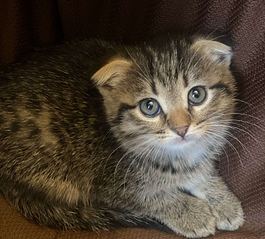 Котенок 1,5 мес девочка