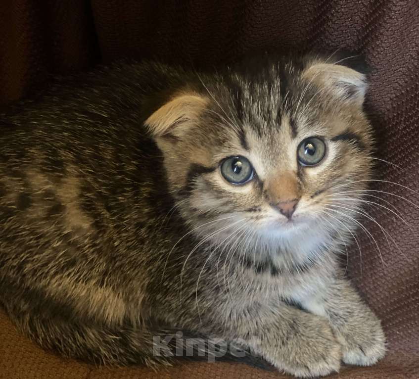 Кошки в Самаре: Котенок 1,5 мес девочка Девочка, Бесплатно - фото 1