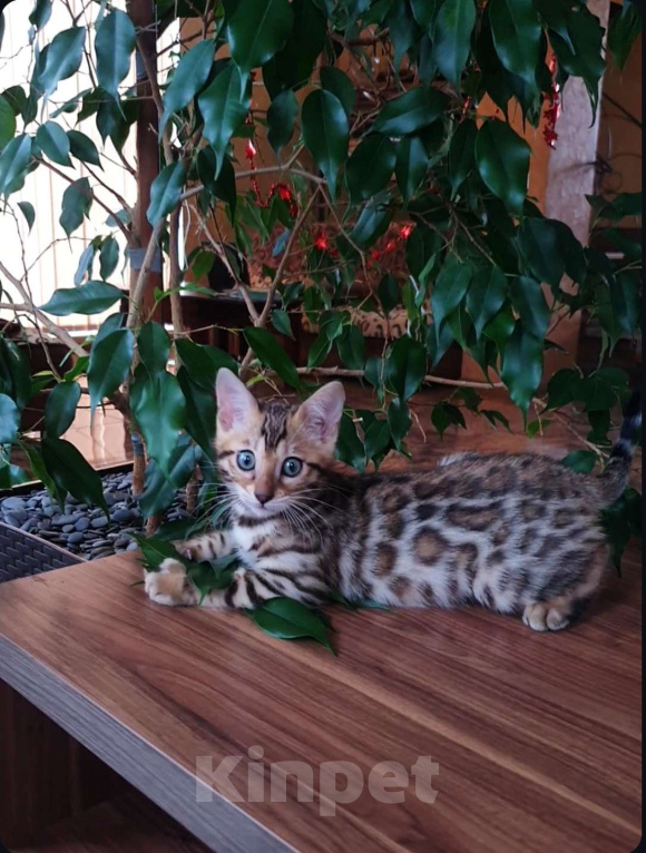 Кошки в Симферополе: Бенгальская девочка  Девочка, 60 000 руб. - фото 1