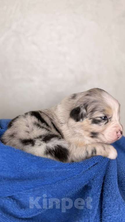 Собаки в Москве: Щенок австралийской овчарки Девочка, Бесплатно - фото 2