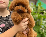 Собаки в Москве: Щенки той пуделя Мальчик, Бесплатно - фото 4