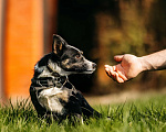 Собаки в Москве: Очаровательная маленькая собачка Налла в дар Девочка, 1 руб. - фото 5