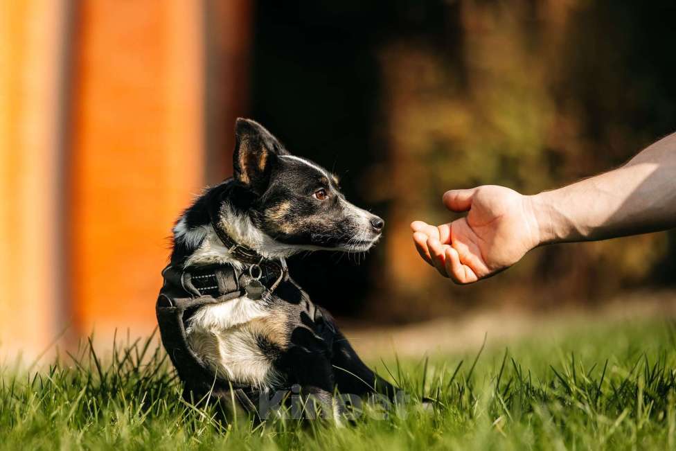 Собаки в Москве: Очаровательная маленькая собачка Налла в дар Девочка, 1 руб. - фото 5