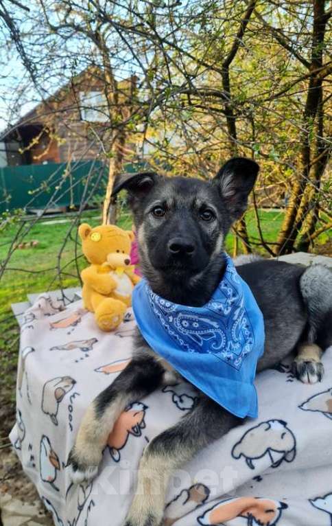 Собаки в Москве: Щенки овчарки в добрые руки Мальчик, Бесплатно - фото 4