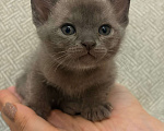 Кошки в Твери: Бурманский котёнок Мальчик, Бесплатно - фото 1