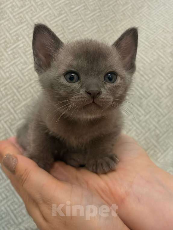 Кошки в Твери: Бурманский котёнок Мальчик, Бесплатно - фото 1