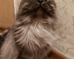 Кошки в Москве: Кот Марс Мальчик, 100 руб. - фото 4