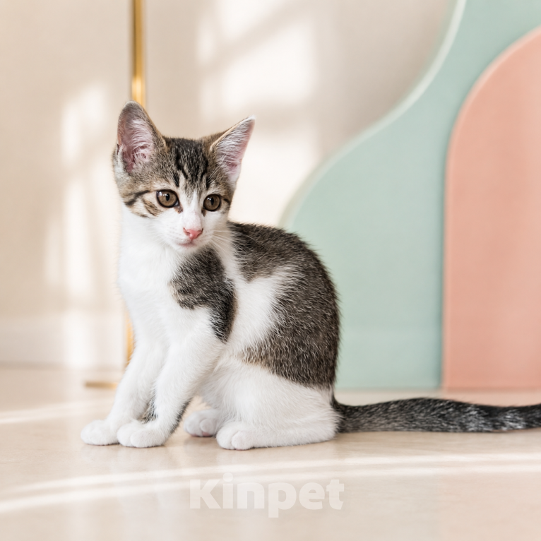 Кошки в Звенигороде: Котенок Мия Девочка, Бесплатно - фото 3