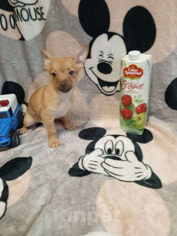 Собаки в Челябинске: Щенки той терьера Мальчик, 15 000 руб. - фото 3