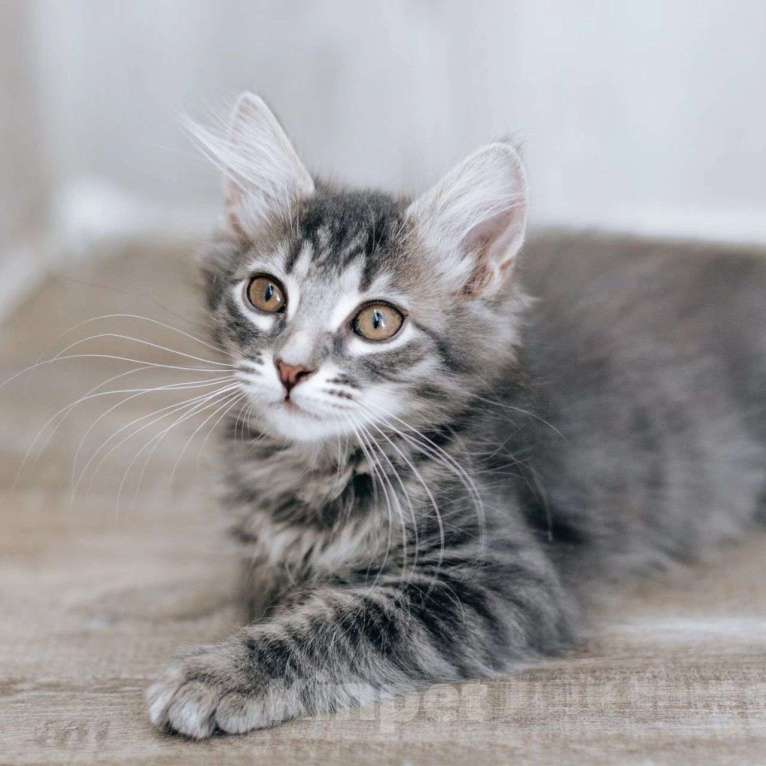 Кошки в Москве: Маленького Петю чуть не утопили Мальчик, Бесплатно - фото 4