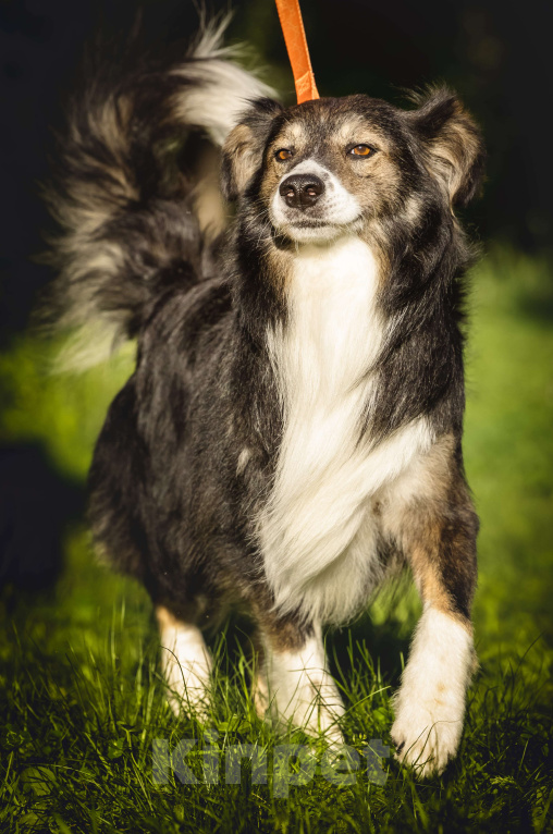 Собаки в Москве: Шарик в добрые руки  Мальчик, Бесплатно - фото 4