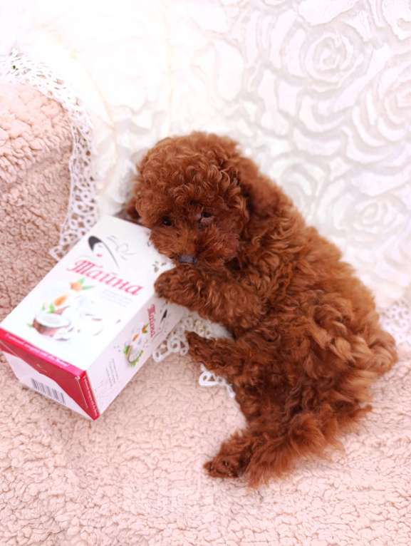 Собаки в Санкт-Петербурге: Щенок той‑пуделя тикап редбраун, СПб. 3 мес., с чипом и прививками! Мальчик, Бесплатно - фото 8