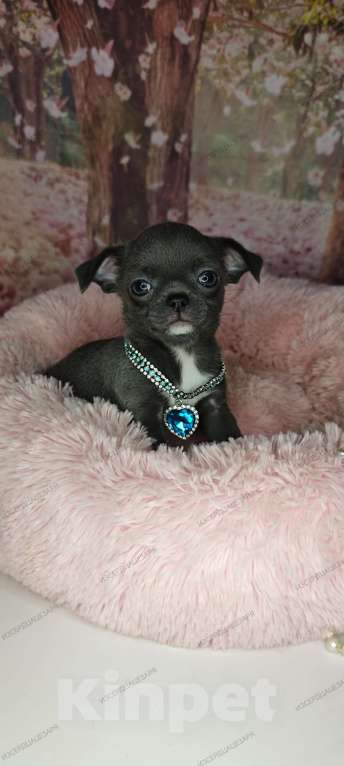 Собаки в Москве: Девочка редкого голубого окраса бейби фейс Девочка, 45 000 руб. - фото 5