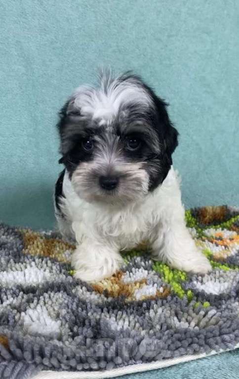 Собаки в Москве: Цветной Йорк - мальчик Мальчик, 40 000 руб. - фото 7