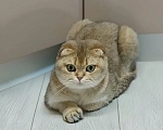 Кошки в Москве: Королевна ищет новый дом и ответственных людей Девочка, 15 000 руб. - фото 5