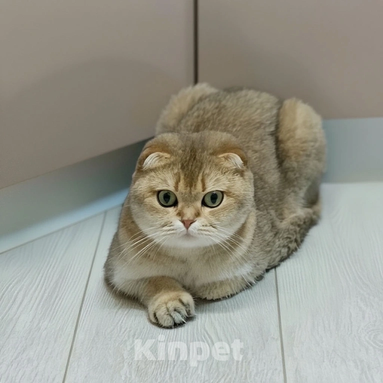 Кошки в Москве: Королевна ищет новый дом и ответственных людей Девочка, 15 000 руб. - фото 5