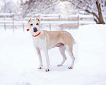 Собаки в Москве: Девочка, 4 года, в приюте - ищет дом Девочка, Бесплатно - фото 4