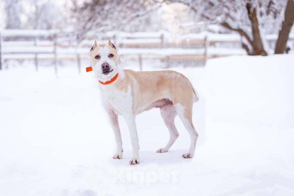 Собаки в Москве: Девочка, 4 года, в приюте - ищет дом Девочка, Бесплатно - фото 4
