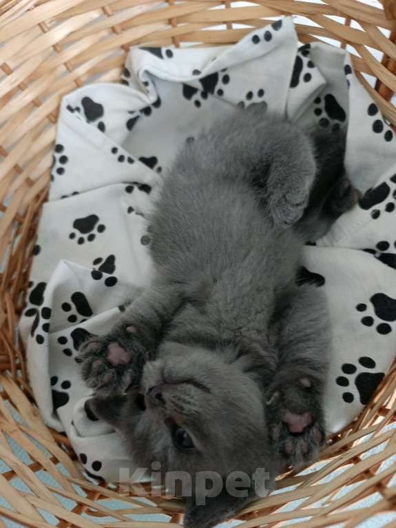 Кошки в других городах Московской области: Шотландский котенок мальчик Мальчик, 13 000 руб. - фото 3